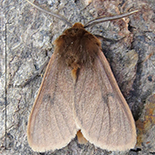 Anoba disjuncta